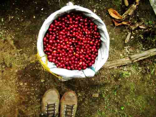 Holiday Cheer Bundle