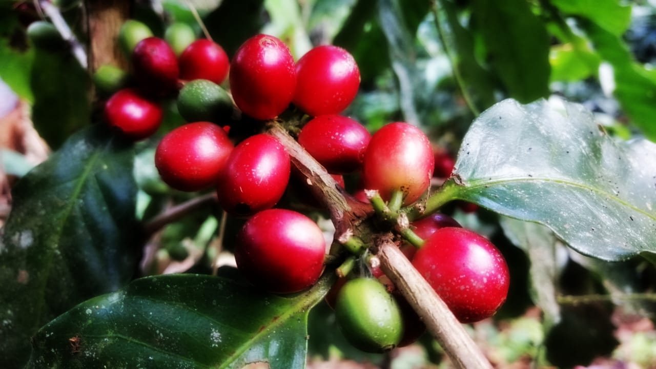 Reserva Especial Craft Coffee 12 oz.